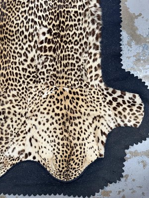 Lot 911 - Large Rowland Ward of London preserved Leopard pelts wall hanging, label to backing, 239cm x 222cm