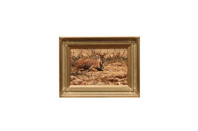 Lot 1316 - Alan Hunt (b.1947) oil on board - A Nyala, signed and dated '99, 19cm x 29cm, in gilt frame