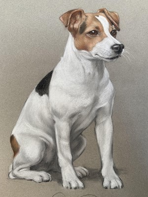 Lot 130 - Victoria Fontaine-Wolf, pastel, portrait of a Jack Russell, 'Stella', 50cm x 32cm, signed, unframed.