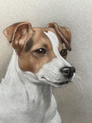 Lot 130 - Victoria Fontaine-Wolf, pastel, portrait of a Jack Russell, 'Stella', 50cm x 32cm, signed, unframed.