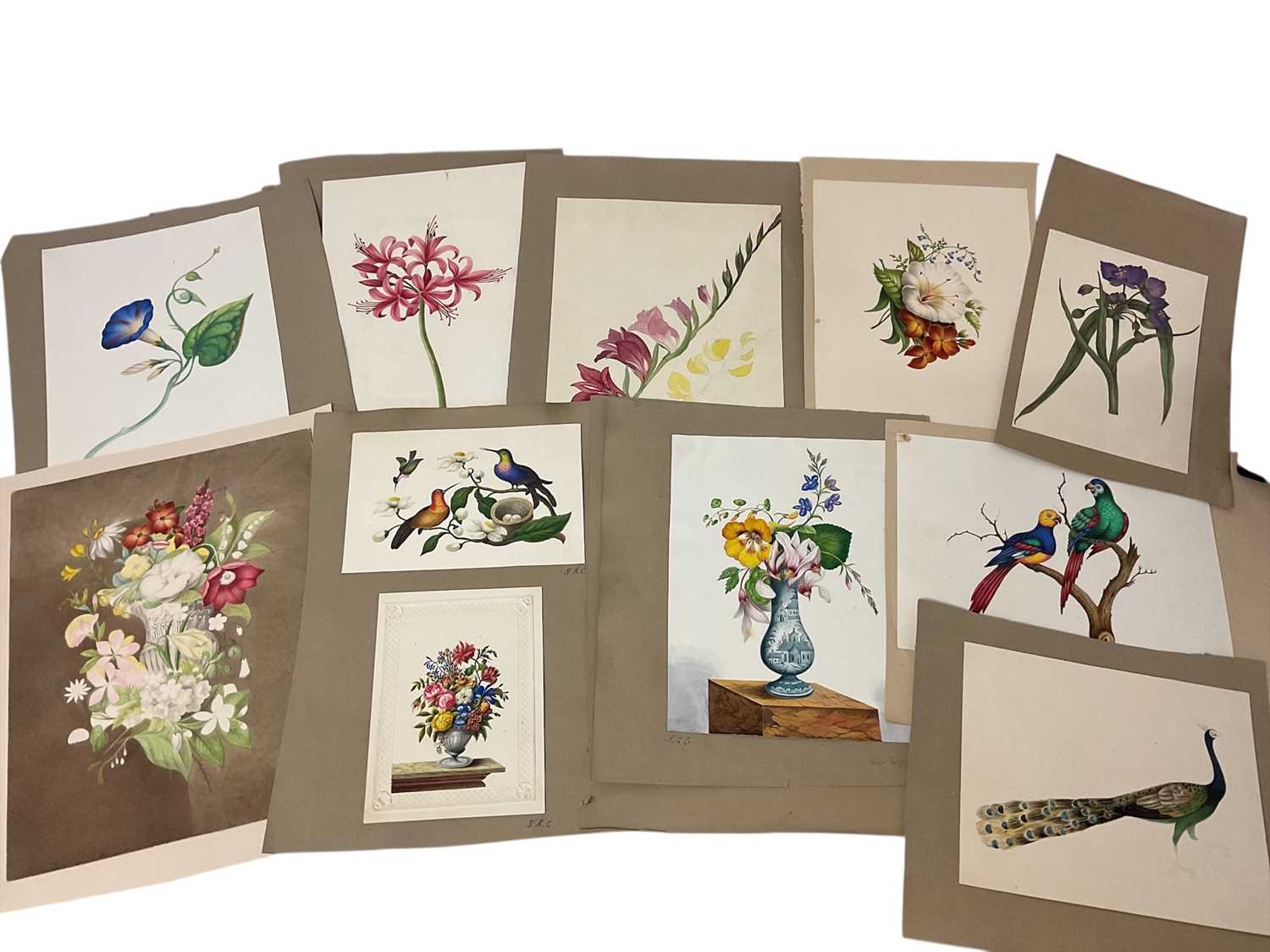 Lot Sophia Katherine Charleton (1789-1844) group of fourteen watercolour studies of flowers and birds, each inscribed to the mount with initials, one inscribed 'Aunt Sophia', 19 x 17cm and smaller
