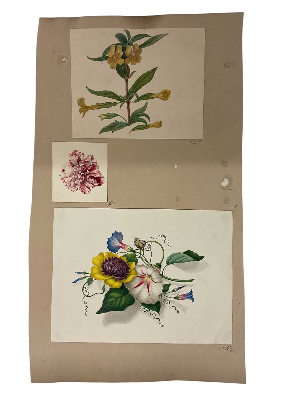 Lot Sophia Katherine Charleton (1789-1844) group of three botanical watercolour studies, the largest 18 x 25cm