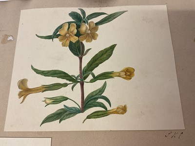 Lot Sophia Katherine Charleton (1789-1844) group of three botanical watercolour studies, the largest 18 x 25cm