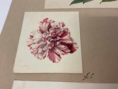 Lot Sophia Katherine Charleton (1789-1844) group of three botanical watercolour studies, the largest 18 x 25cm