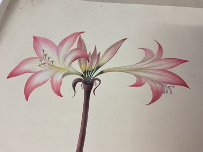 Lot Sophia Katherine Charleton (1789-1844) watercolour - Jersey Lily, 44 x 27cm