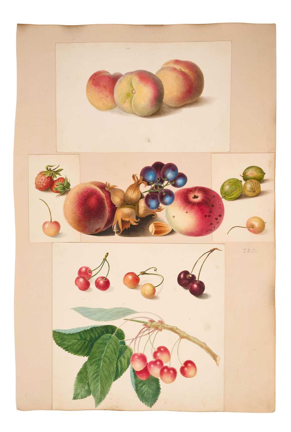 Lot Thomas Remnant Charleton (1756-1849) watercolour album page collage of fruits