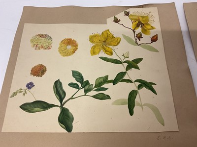 Lot Sophia Katherine Charleton (1789-1844) two album pages of botanical watercolour studies
