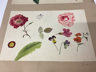 Lot Sophia Katherine Charleton (1789-1844) two album pages of botanical watercolour studies