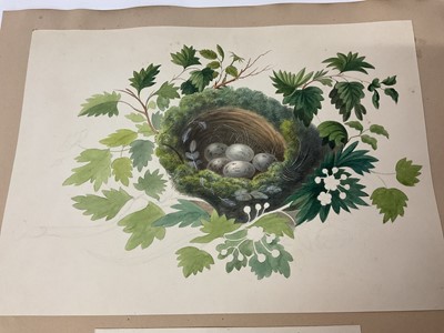 Lot Sophia Katherine Charleton (1789-1844) two album pages of botanical watercolour studies