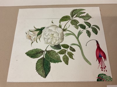 Lot Sophia Katherine Charleton (1789-1844) two album pages of botanical watercolour studies