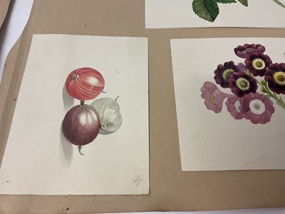 Lot Sophia Katherine Charleton (1789-1844) two album pages of botanical watercolour studies