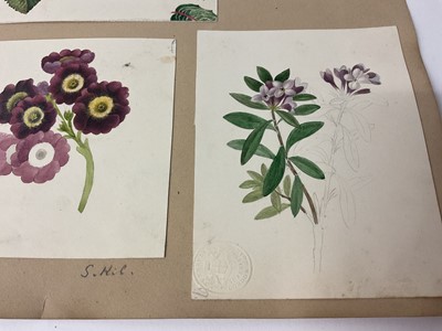 Lot Sophia Katherine Charleton (1789-1844) two album pages of botanical watercolour studies