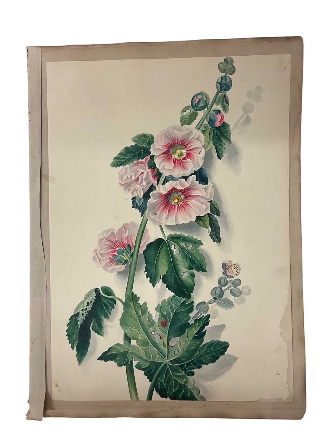 Lot Early 19th century watercolour study of a hollyhock, 45 x 31cm