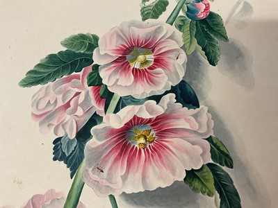 Lot Early 19th century watercolour study of a hollyhock, 45 x 31cm