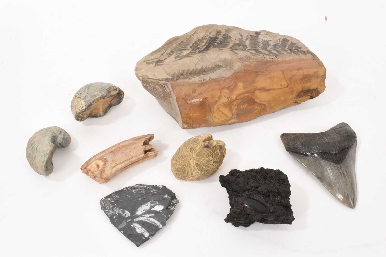 Lot 1010 - Collection of fossils