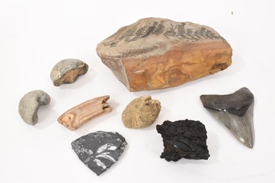 Lot 1010 - Collection of fossils