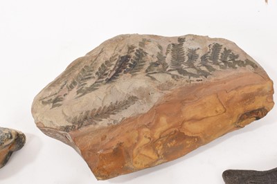 Lot 1010 - Collection of fossils