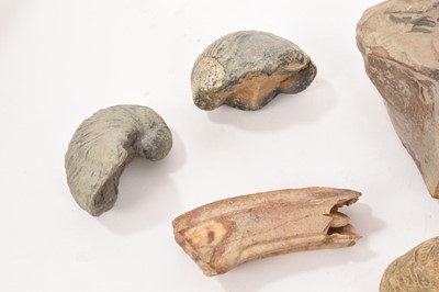 Lot 1010 - Collection of fossils