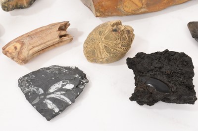 Lot 1010 - Collection of fossils