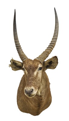Lot 944 - Antelope head trophy, approx 125cm in height