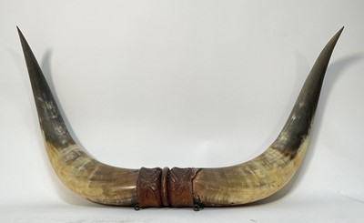 Lot 935 - Pair of Texas longhorn horns, with carved wooden mount, 65cm wide