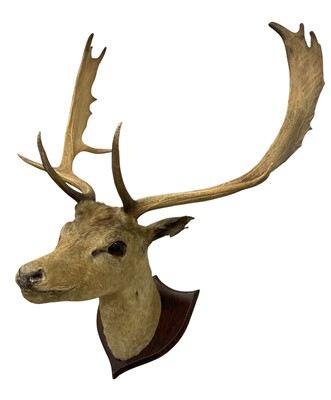 Lot 926 - Early 20th century Fallow Stag head trophy, on oak shield, together with a juvenile set of antlers, mounted (2)