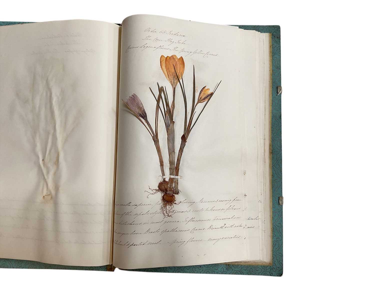 Lot 1194 - Five Victorian albums containing dried botanical specimens with hand written notes relating to the plants.