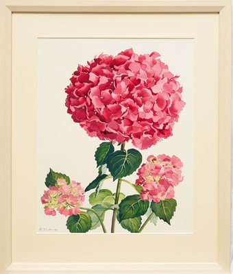 Lot 1304 - *Christopher Ryland (1951-2022) watercolour - Hydrangea, signed, 49cm x 39cm, mounted in glazed frame