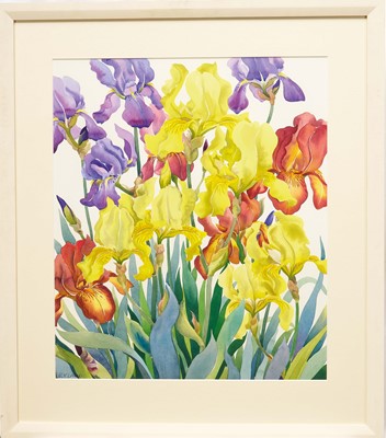 Lot 1305 - *Christopher Ryland (1951-2022) watercolour - Irises 4, signed, titled verso, 59cm x 49.5cm, mounted in glazed frame