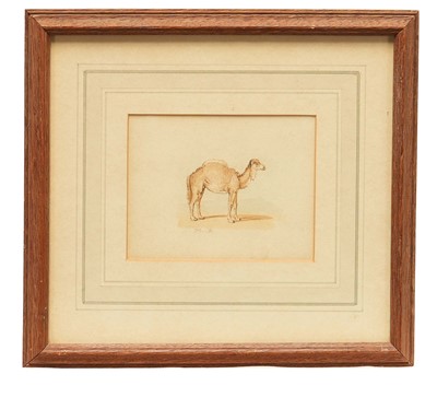 Lot 1224 - William Samuel Howitt (1765-1822) watercolour - A Camel, signed, 9cm x 11.5cm, in glazed frame.