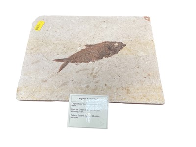 Lot 2493 - Fossilised fish with label, 23 x 17.5cm