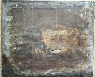 Lot 144 - English School, early 19th century, oil on canvas - A Prize Cow, 63cm x 76cm, unframed (for restoration)