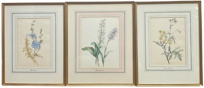 Lot 100 - Three English School watercolours, botanical subjects, one initialled E.L.J, each titled to mount, in glazed gilt frames
