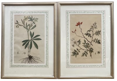 Lot 78 - Pair of antique hand coloured botanical engravings, 'Helleborus viridis' and 'Rosa canina', in glazed frames Provenance: a wedding present to the vendor from Denis Worth-Miller and Dickie...
