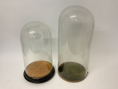 Lot 1029 - Two antique glass domes, on wooden bases