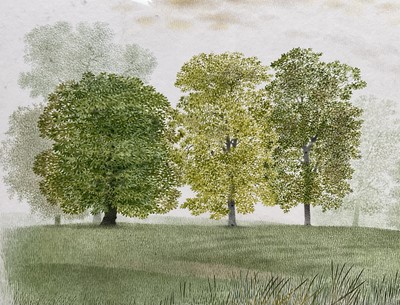 Lot 1405 - *Francis Plummer (1930-2019) watercolour - Grove Plain, signed with initial P., dated '82, titled verso, 36cm x 53cm, in glazed frame