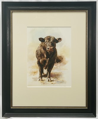 Lot 11 - Mandy Shepherd (b. 1960) watercolour - Angus Bull, signed, 38cm x 28cm, glazed frame, Tryon Gallery label verso
