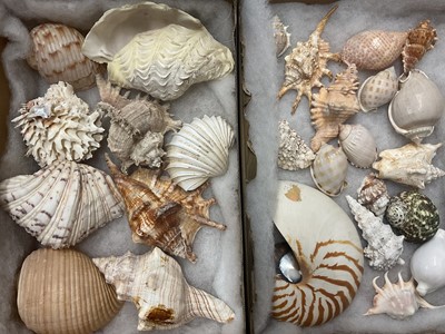 Lot 667 - Fine collection of seashells