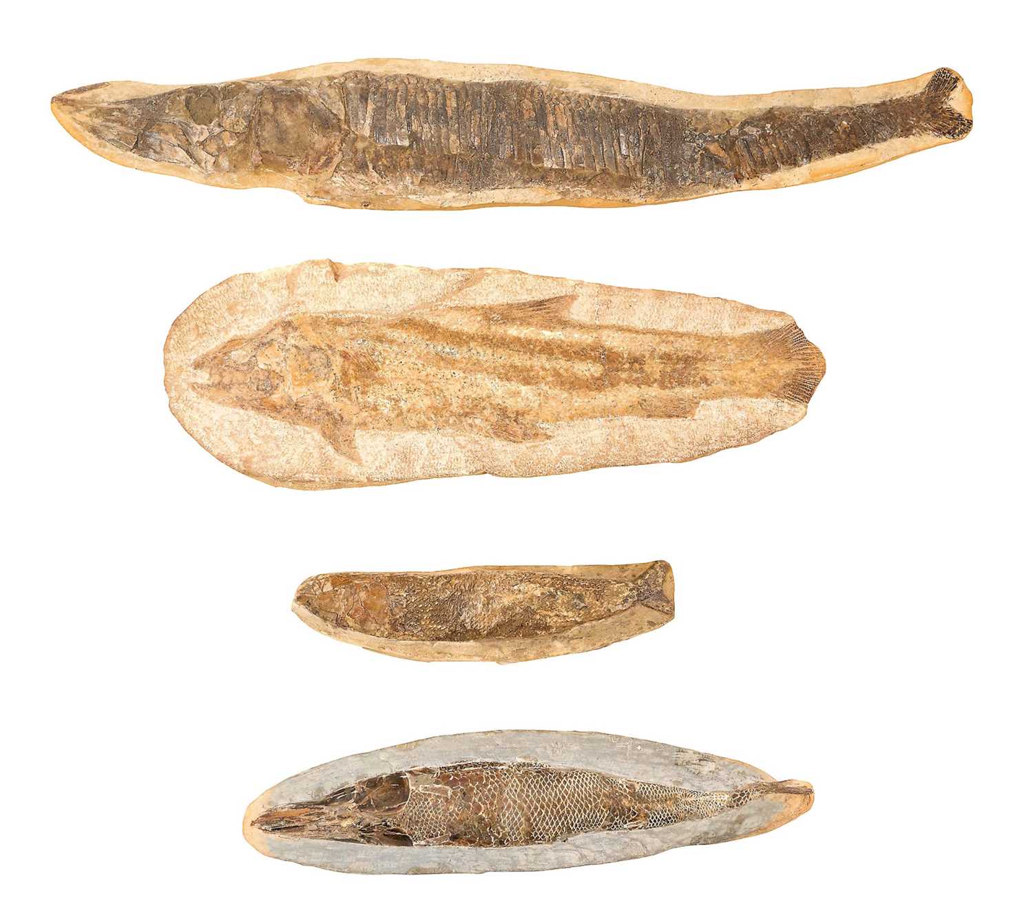 Lot Large specimen fish fossil and three others