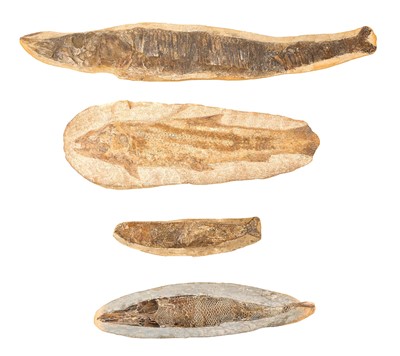 Lot Large specimen fish fossil and three others