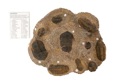 Lot Trilobite group fossils
