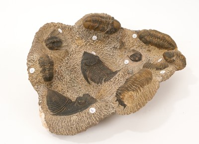 Lot Trilobite group fossils