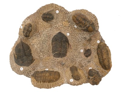 Lot Trilobite group fossils
