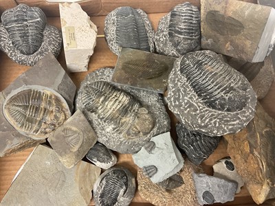 Lot 670 - Good group of trilobites
