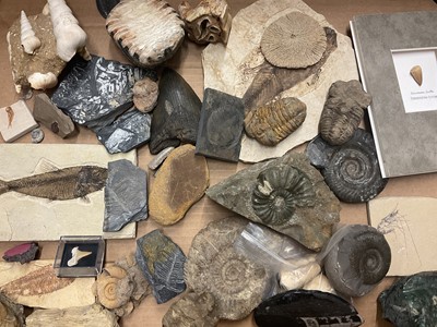Lot 671 - Various fossils including fish, mammoth molar, vertebrae, ammonites, partial megalodon tooth and others