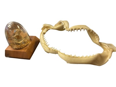 Lot 287 - Snake head and tiger shark jaw