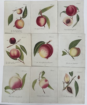 Lot 129 - Collection of 19th century botanical prints, approximately 25cm x15cm, unframed .