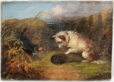 Lot 253 - J Langlois, oil on canvas, Terriers at a curled up hedgehog, signed, unframed, 25 x 35cm.
