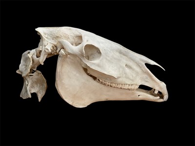 Lot 114 - Horse's skull