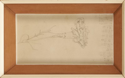 Lot 863 - *Richard Chopping (1917-2008) pencil drawing - Carnation, annotated, in glazed frame and related letter